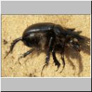 Typhoeus typhoeus - Stierkaefer m03.jpg